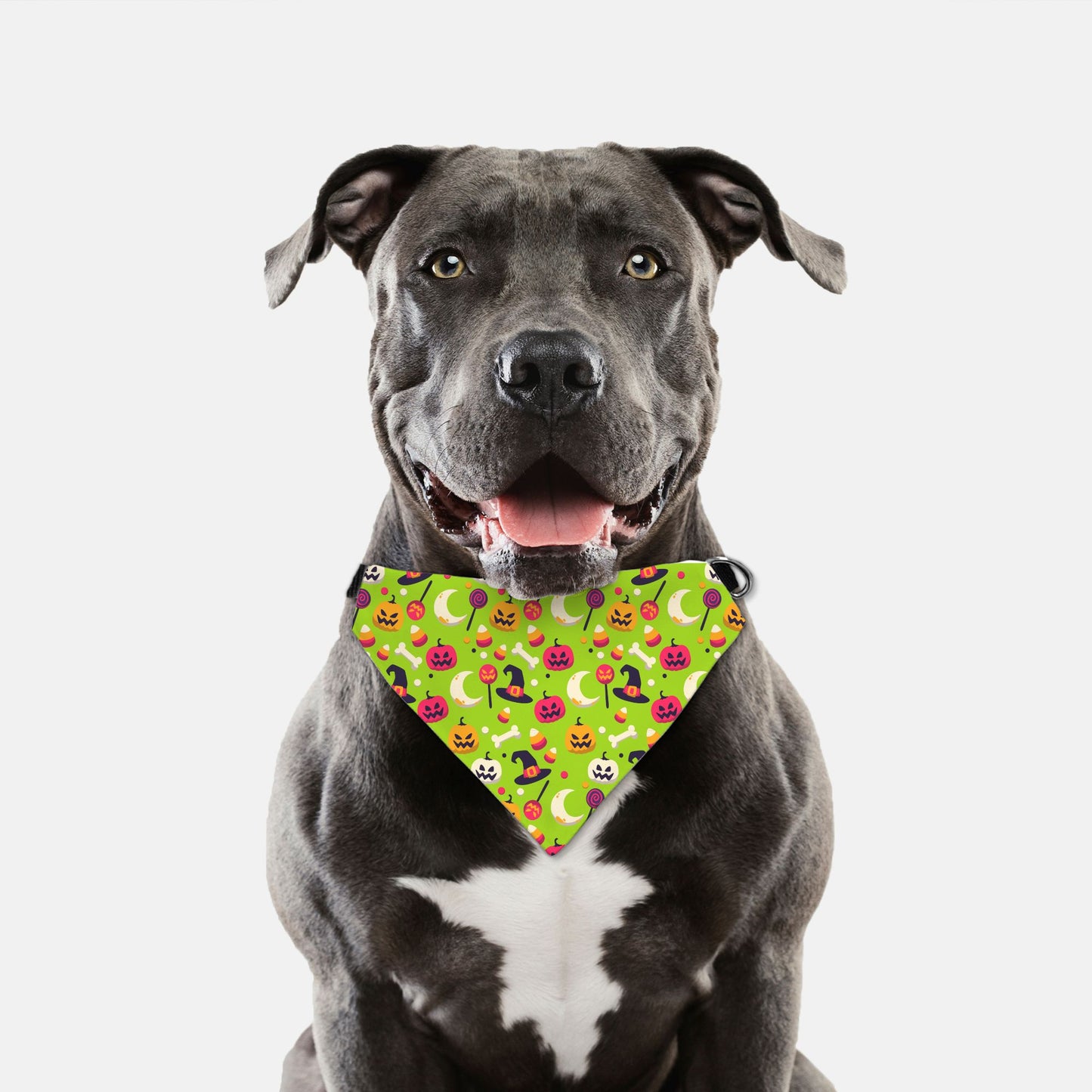 Halloween Trick or Treat Adjustable Collar Dog Bandana - Apawry Pup