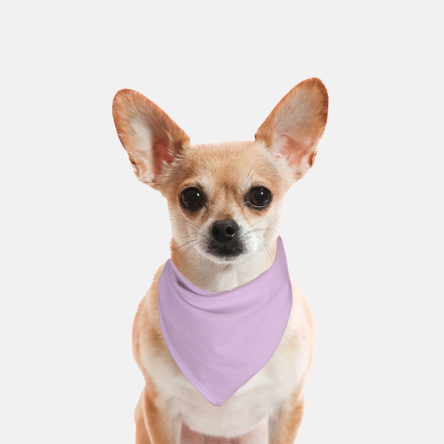 Solid Lilac Dog Bandana - Apawry Pup