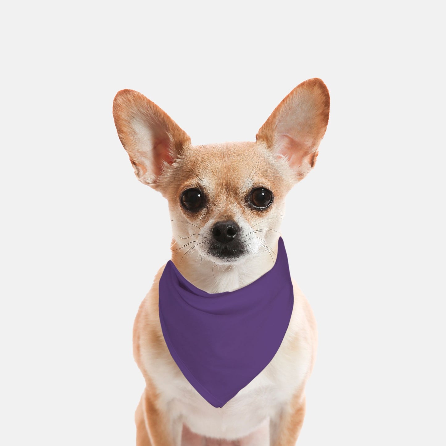 Solid Grape Dog Bandana - Apawry Pup