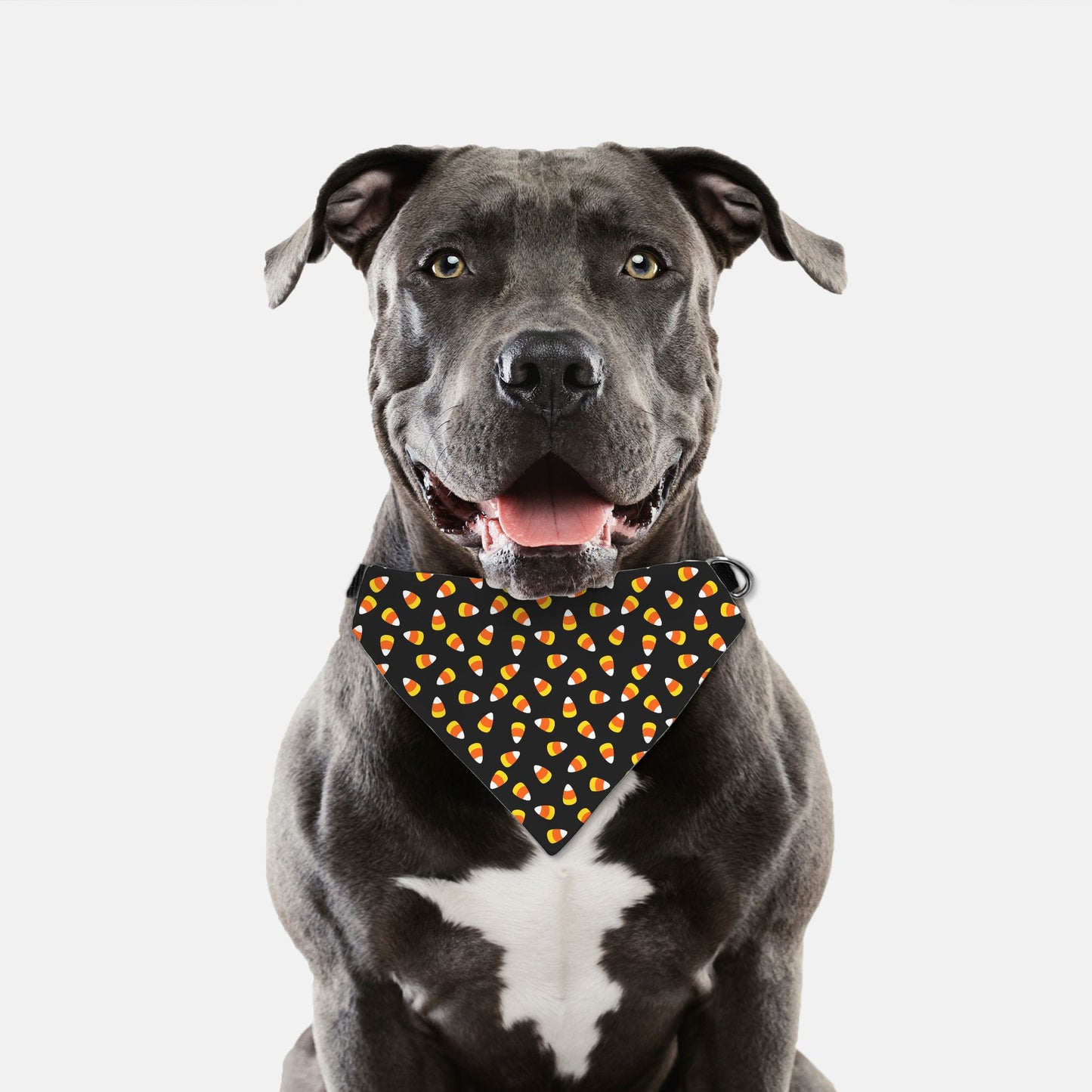 Fall Candy Corn Adjustable Collar Dog Bandana - Apawry Pup